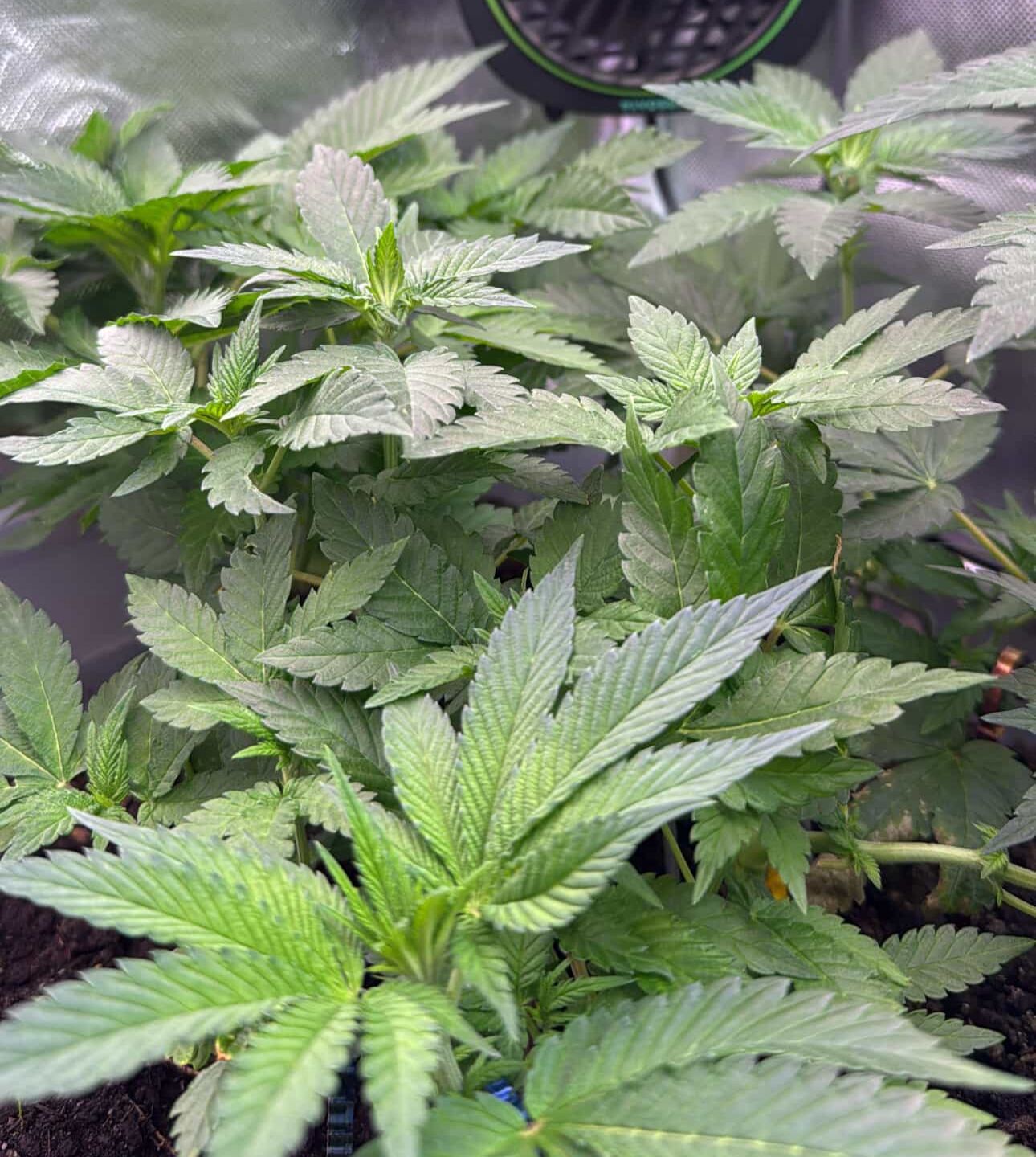 Rubedo F1 Pflanze in der Wachstumsphase